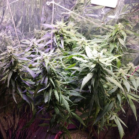 Skunk da matinha ♀️ growlog timeline photo