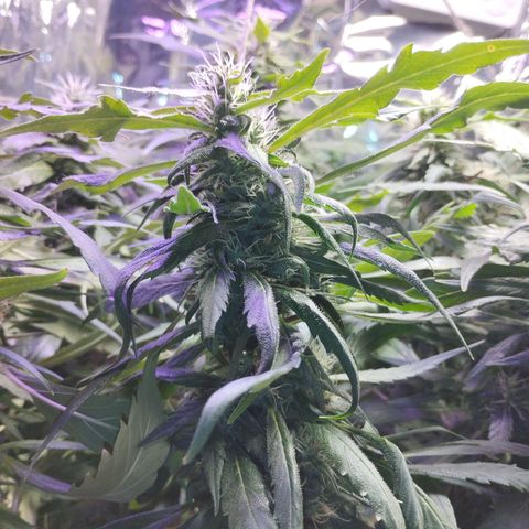 Skunk da matinha ♀️ growlog timeline photo