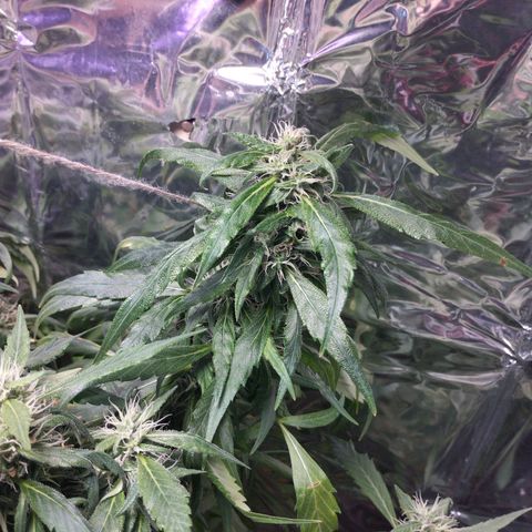 Skunk da matinha ♀️ growlog timeline photo