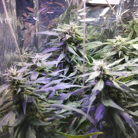Skunk da matinha ♀️ growlog timeline photo