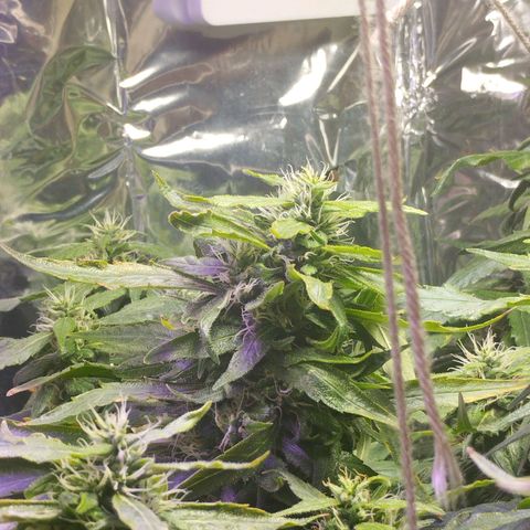 Skunk da matinha ♀️ growlog timeline photo