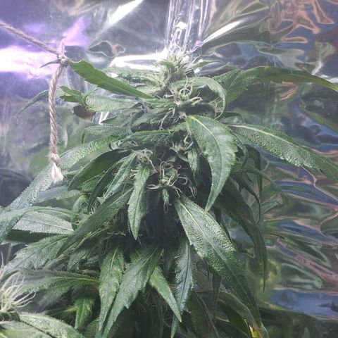 Skunk da matinha ♀️ growlog timeline photo