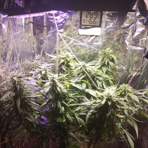 Skunk da matinha ♀️ growlog timeline photo