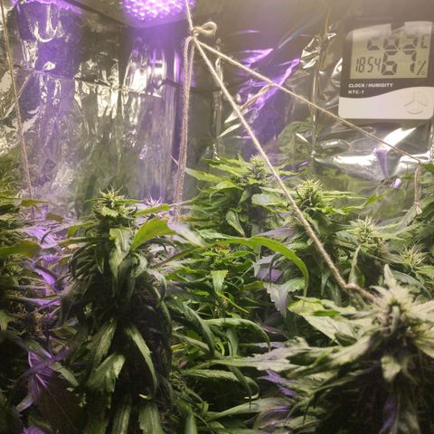 Skunk da matinha ♀️ growlog timeline photo