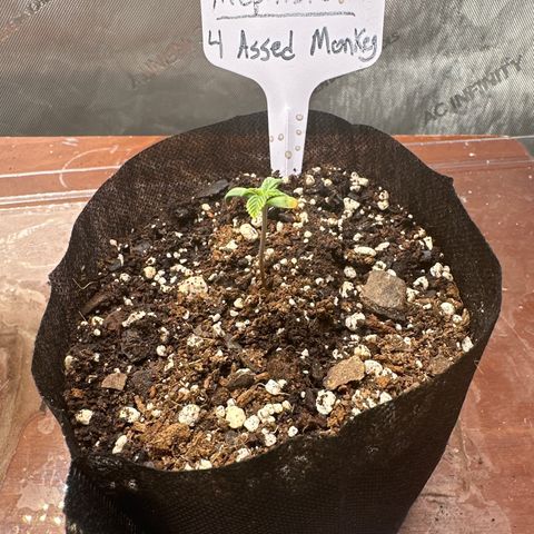 4 Assed Monkey growlog photo: Some brown on the cotyledon and slower growing pace than the GT