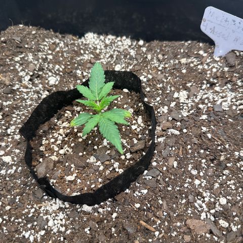4 Assed Monkey growlog photo: Stunted? :(