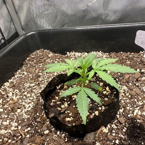 4 Assed Monkey growlog timeline photo