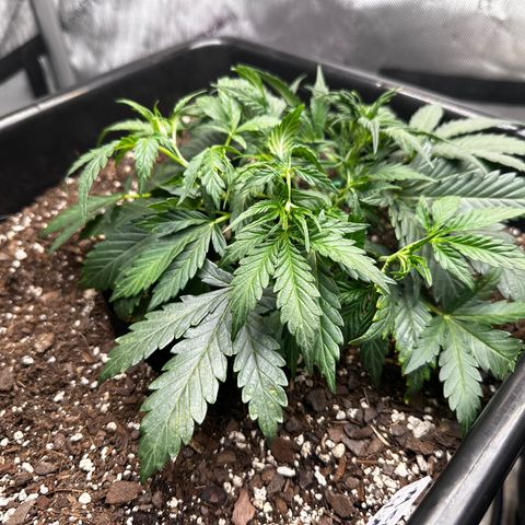 4 Assed Monkey growlog timeline photo