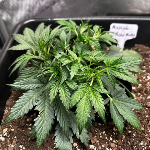 4 Assed Monkey growlog timeline photo