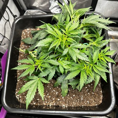 4 Assed Monkey growlog timeline photo