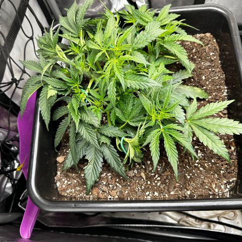 4 Assed Monkey growlog timeline photo