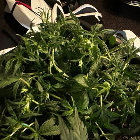 4 Assed Monkey growlog photo: Same thing. Mild light burn? More LST and leaf tucking