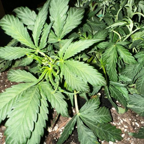 4 Assed Monkey growlog photo: Same thing. Mild light burn? More LST and leaf tucking