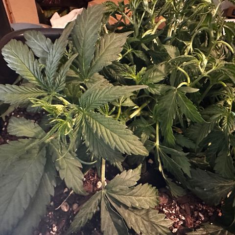 4 Assed Monkey growlog photo: Same thing. Mild light burn? More LST and leaf tucking