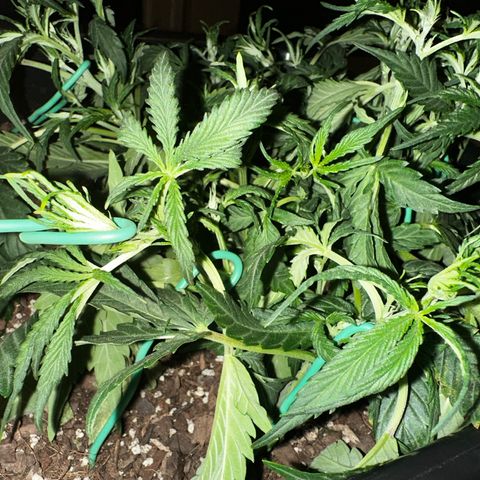 4 Assed Monkey growlog photo: Same thing. Mild light burn? More LST and leaf tucking