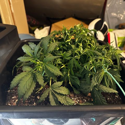 4 Assed Monkey growlog photo: Same thing. Mild light burn? More LST and leaf tucking