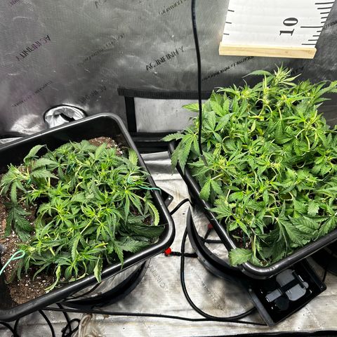 4 Assed Monkey growlog timeline photo
