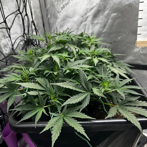 4 Assed Monkey growlog timeline photo