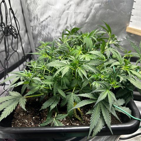 4 Assed Monkey growlog timeline photo