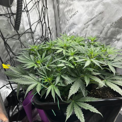 4 Assed Monkey growlog timeline photo