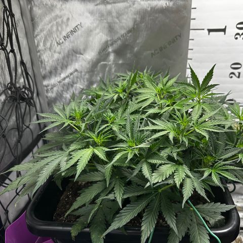 4 Assed Monkey growlog timeline photo