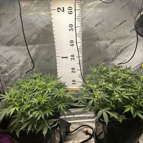 4 Assed Monkey growlog timeline photo