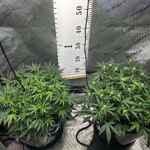 4 Assed Monkey growlog timeline photo