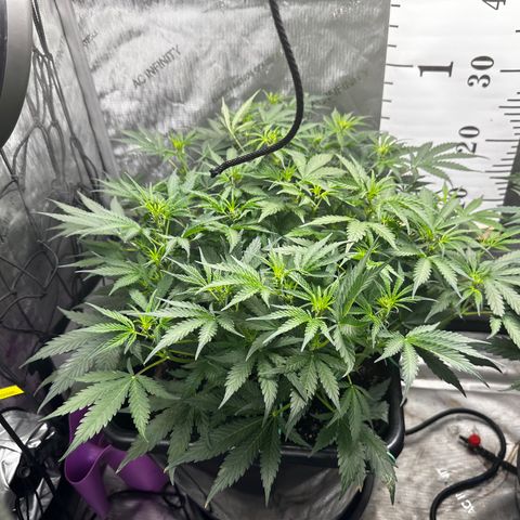 4 Assed Monkey growlog timeline photo