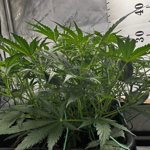 4 Assed Monkey growlog timeline photo