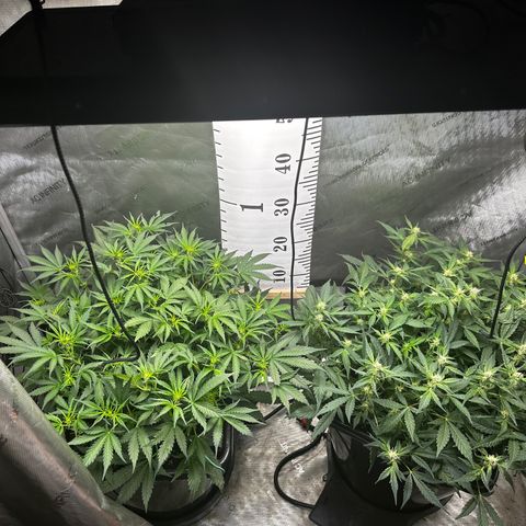 4 Assed Monkey growlog timeline photo