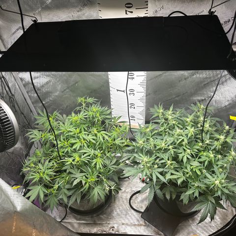 4 Assed Monkey growlog timeline photo