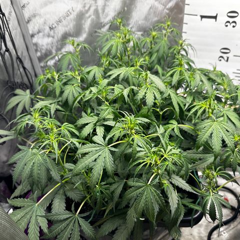 4 Assed Monkey growlog timeline photo