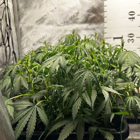 4 Assed Monkey growlog timeline photo