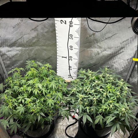 4 Assed Monkey growlog timeline photo