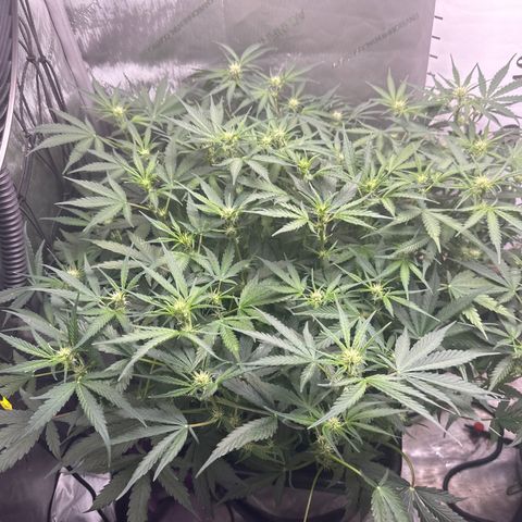 4 Assed Monkey growlog timeline photo
