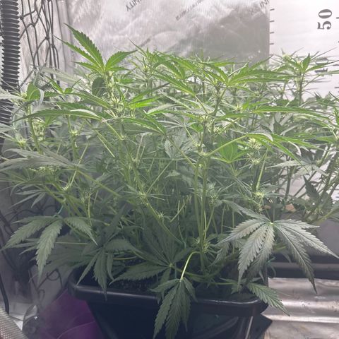 4 Assed Monkey growlog timeline photo