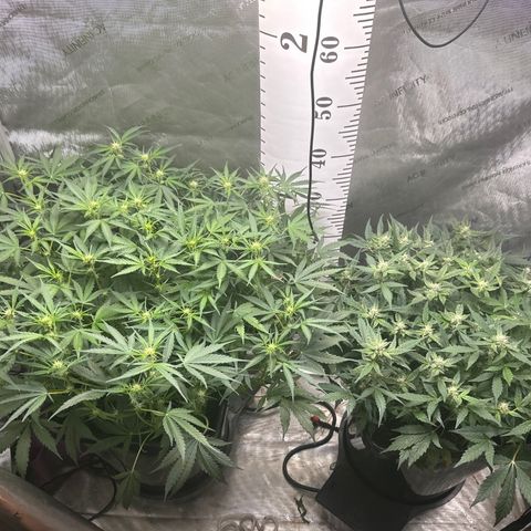 4 Assed Monkey growlog timeline photo