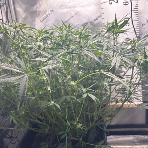 4 Assed Monkey growlog timeline photo