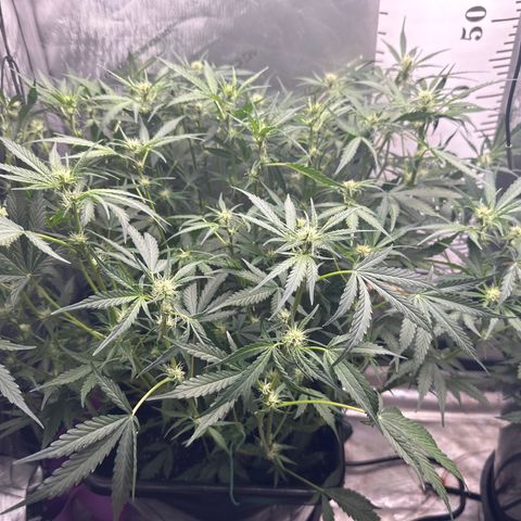 4 Assed Monkey growlog timeline photo
