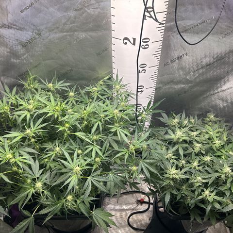 4 Assed Monkey growlog timeline photo