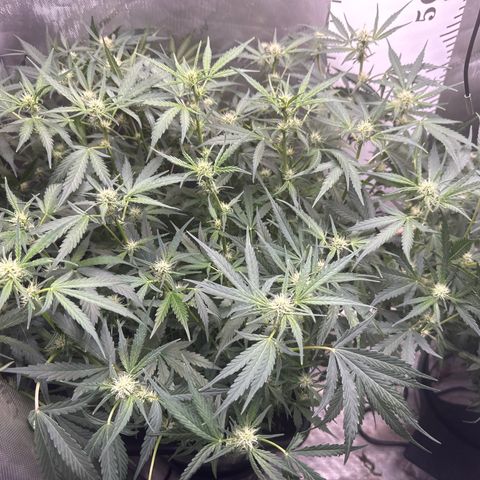 4 Assed Monkey growlog timeline photo