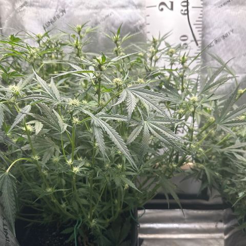 4 Assed Monkey growlog timeline photo