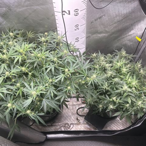 4 Assed Monkey growlog timeline photo