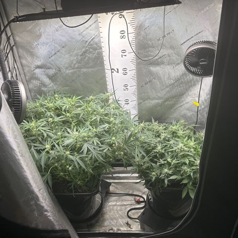 4 Assed Monkey growlog timeline photo