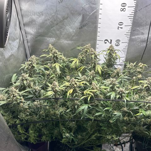 4 Assed Monkey growlog timeline photo