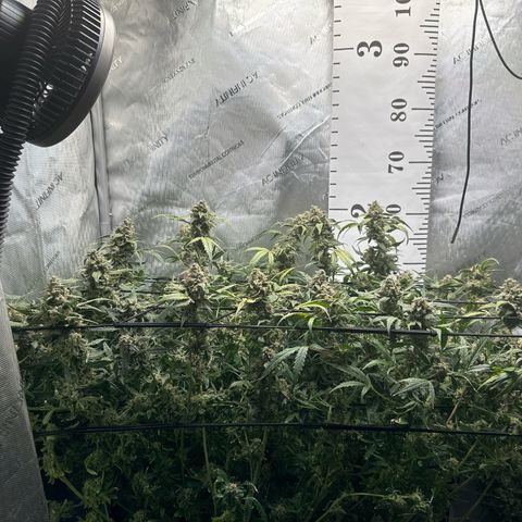 4 Assed Monkey growlog timeline photo
