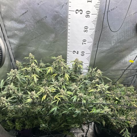 4 Assed Monkey growlog timeline photo