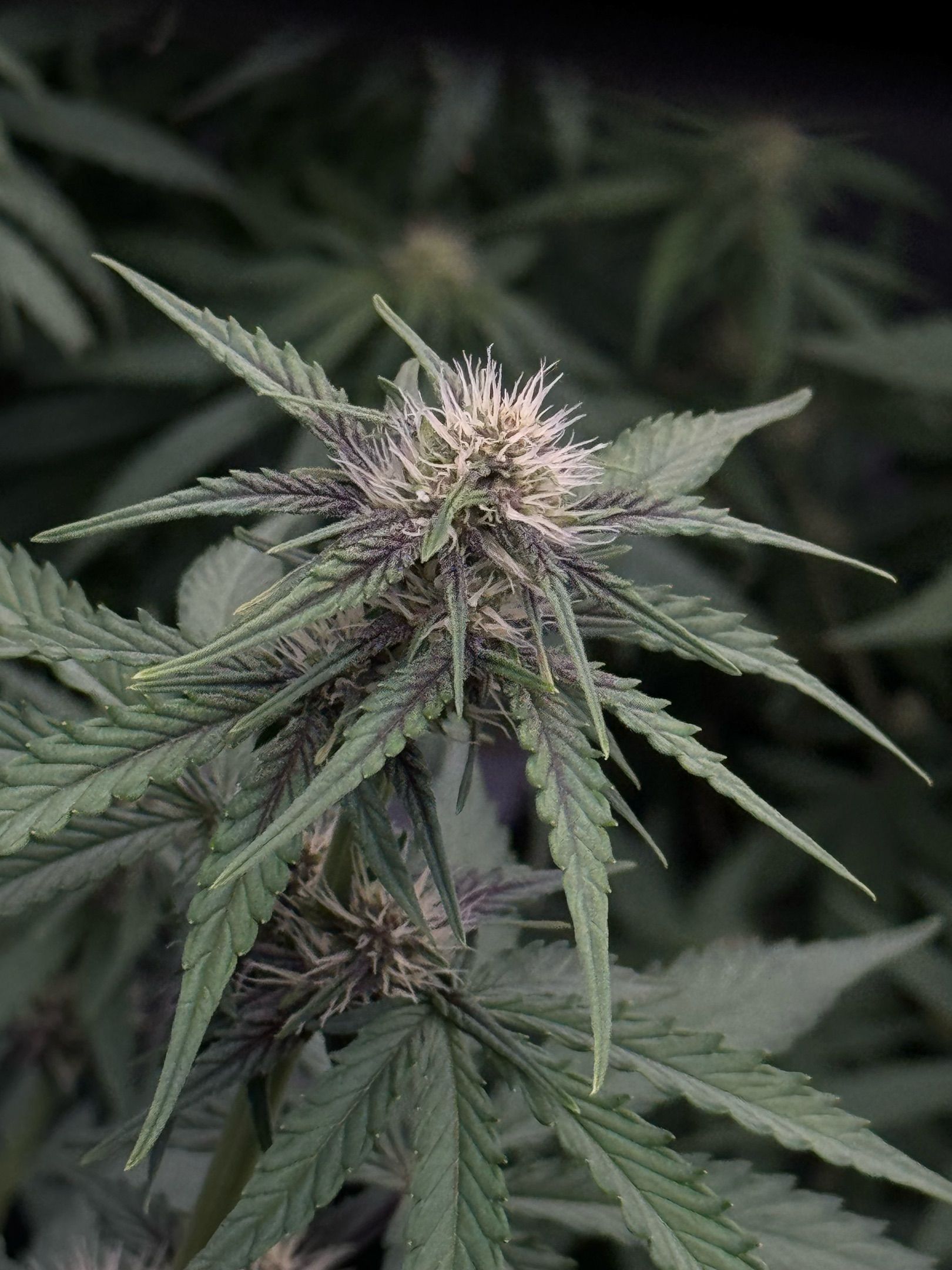 Gorilla Punch Auto growlog header
