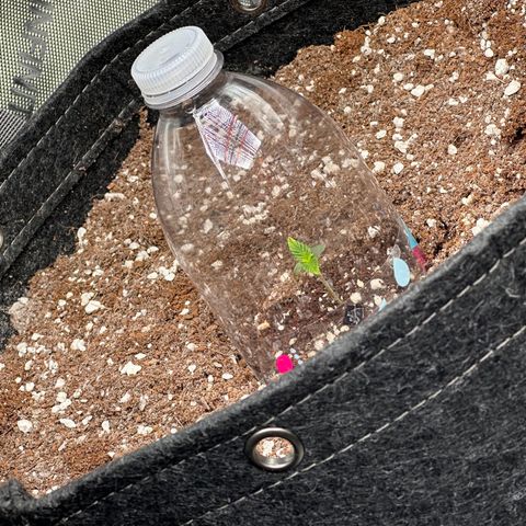 Gorilla Punch Auto growlog photo