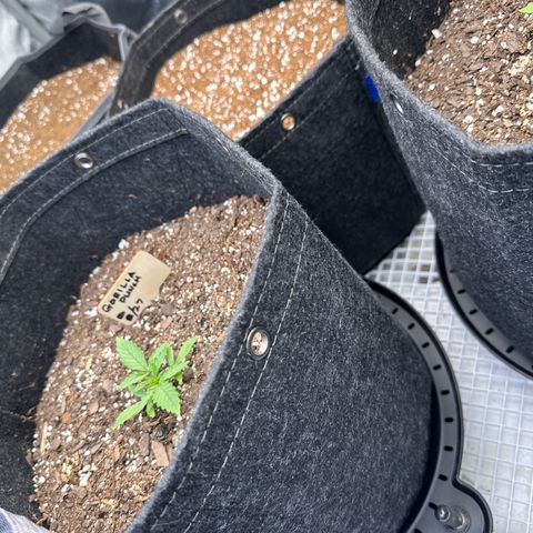 Gorilla Punch Auto growlog photo
